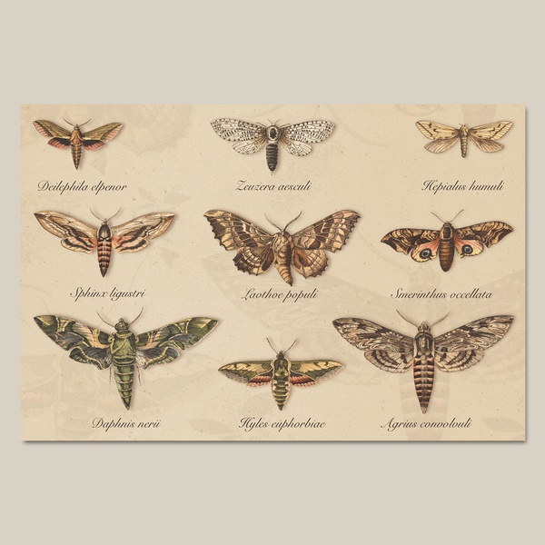 1. Butterflies 1