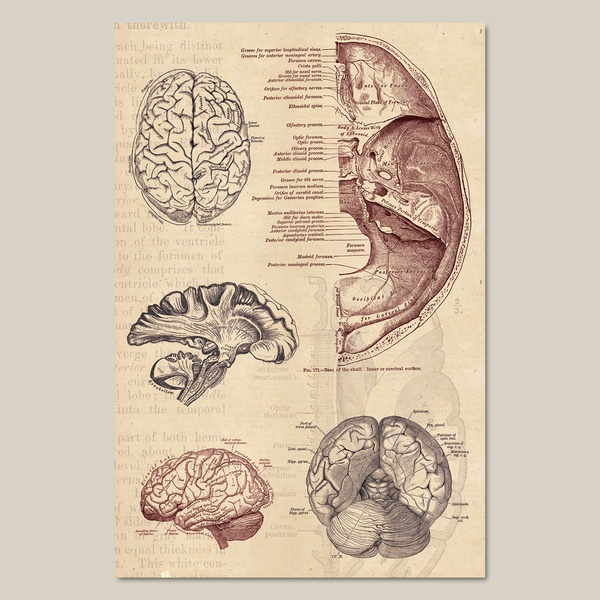 1. Anatomy (brain)