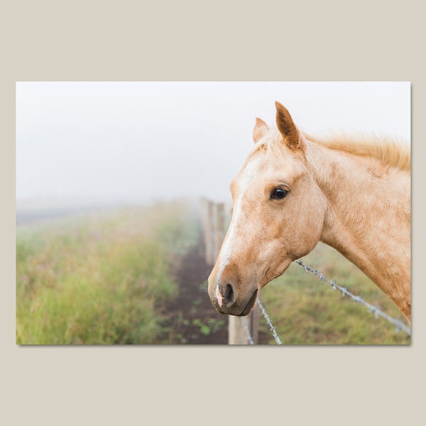 1. Horse in the fog